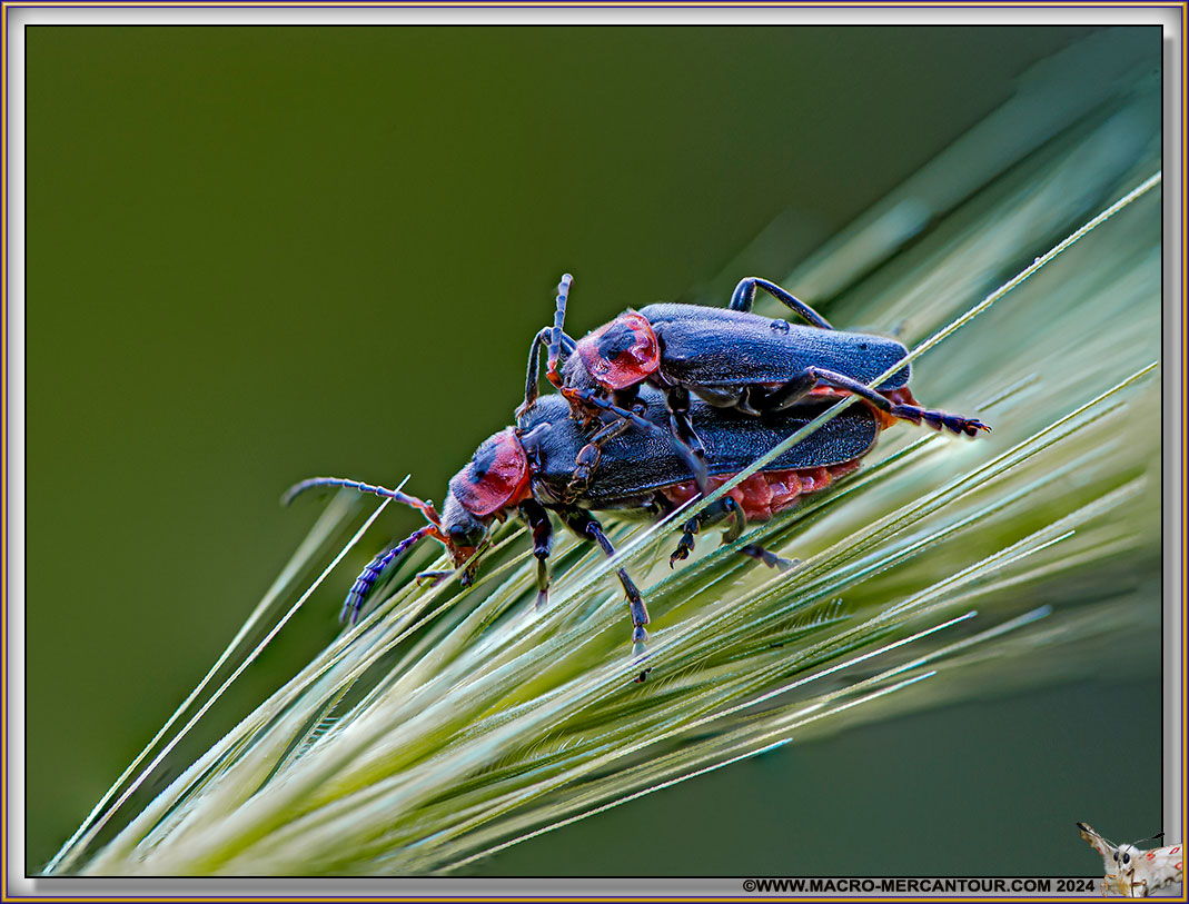 Coleoptera Cerambycidae